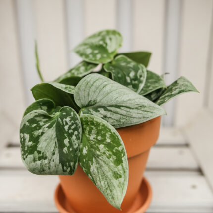 Scindapsus Silver Ann