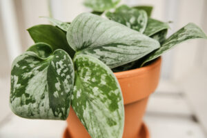 Scindapsus Silver Ann