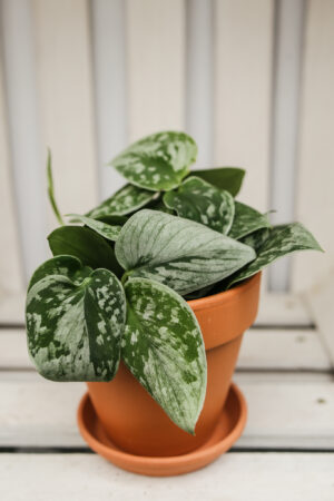 Scindapsus Silver Ann