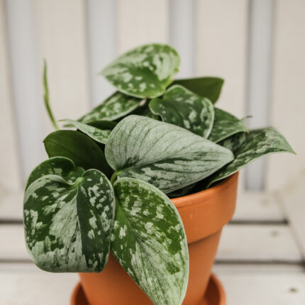 Scindapsus Silver Ann