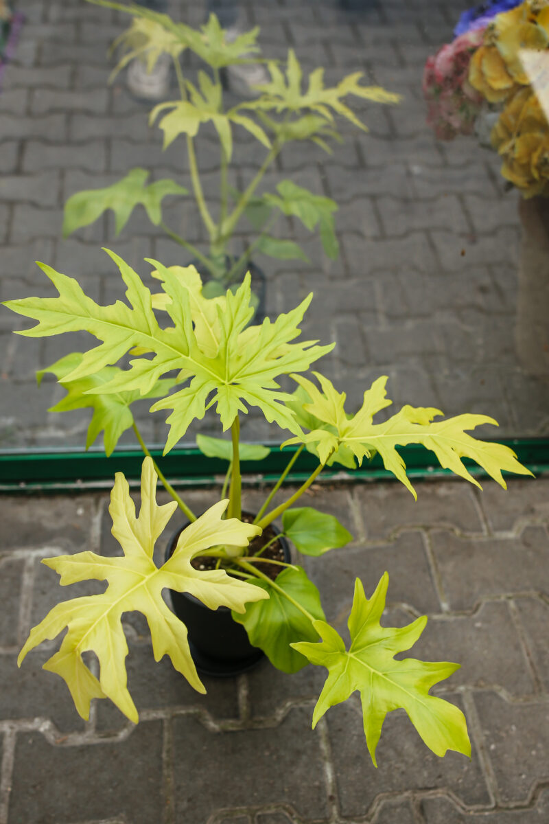 Philodendron warscewiczii ‘Aurea’