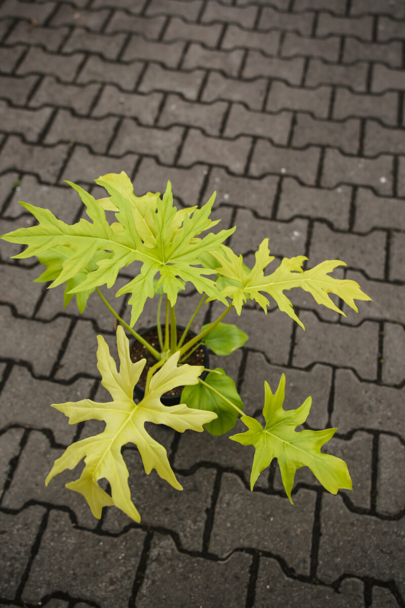 Philodendron warscewiczii ‘Aurea’