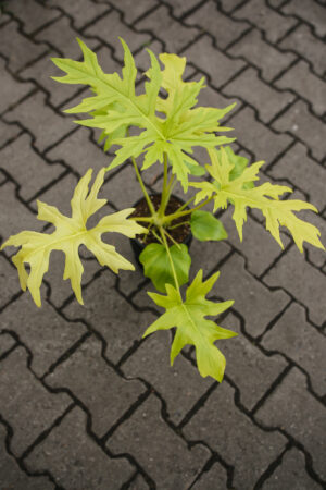 Philodendron warscewiczii ‘Aurea’