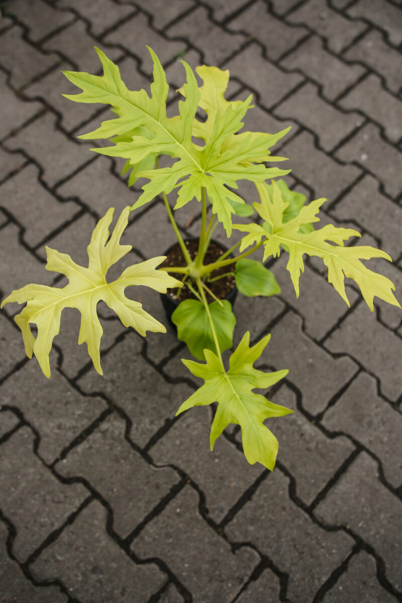 Philodendron warscewiczii ‘Aurea’