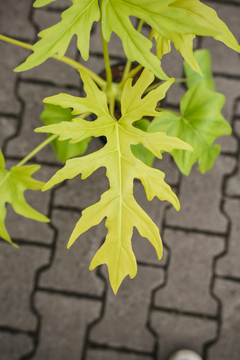 Philodendron warscewiczii ‘Aurea’