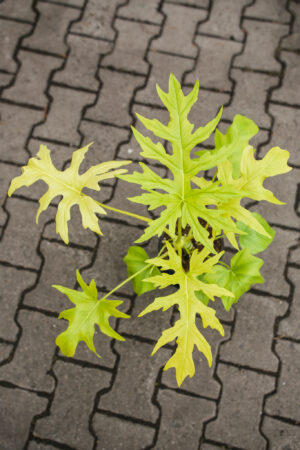 Philodendron warscewiczii ‘Aurea’