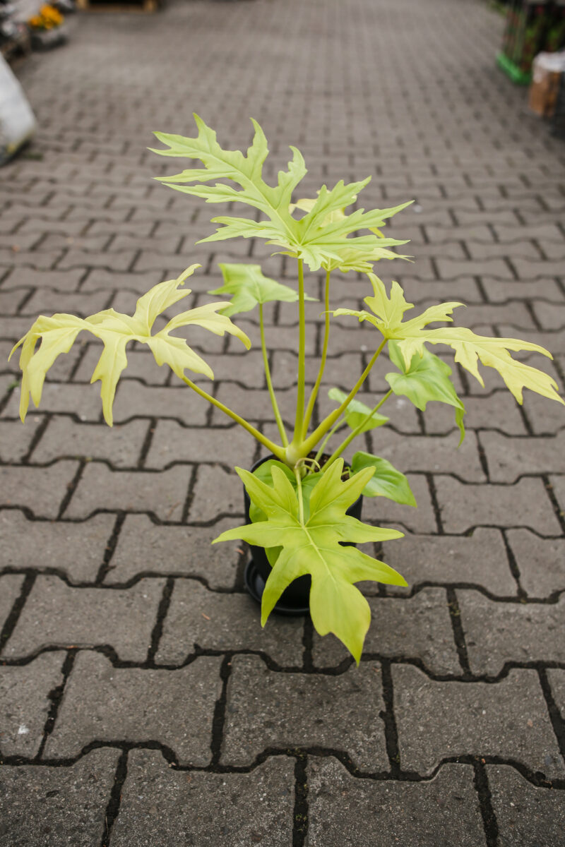 Philodendron warscewiczii ‘Aurea’