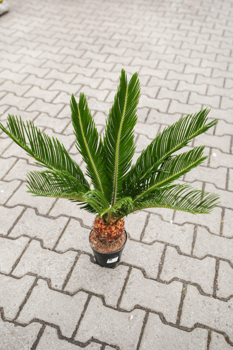 Sagowiec Cycas Revoluta