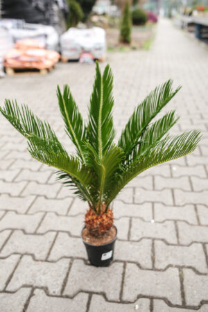 Sagowiec Cycas Revoluta