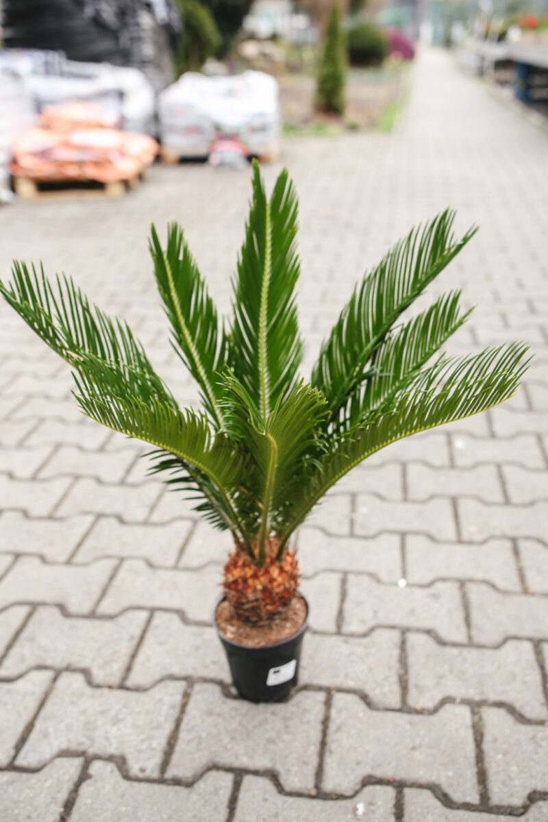 Sagowiec Cycas Revoluta