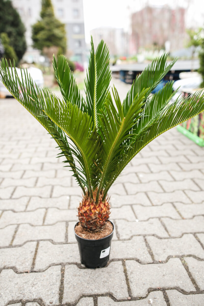 Sagowiec Cycas Revoluta