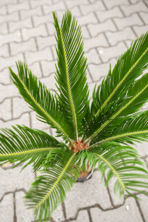 Sagowiec Cycas Revoluta