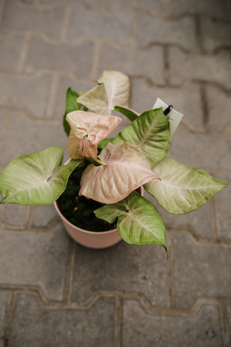 Syngonium Pink Spot