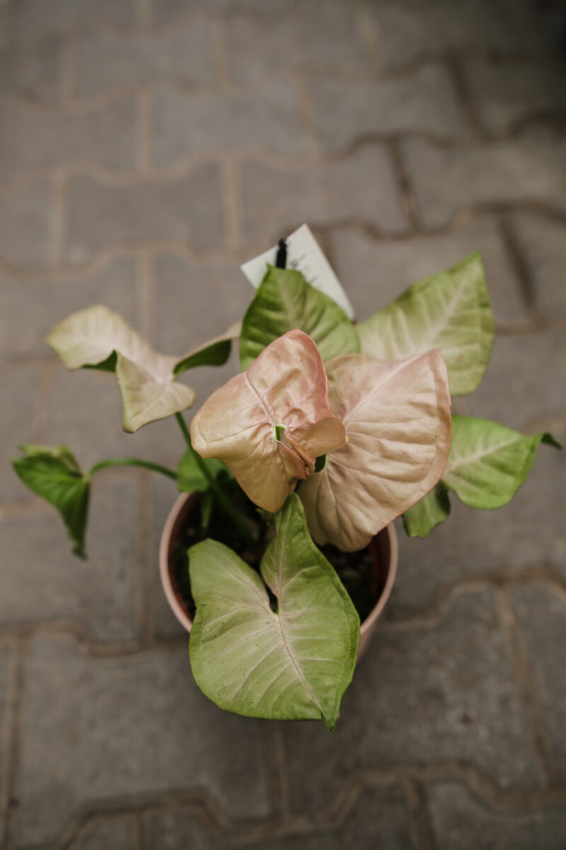 Syngonium Pink Spot