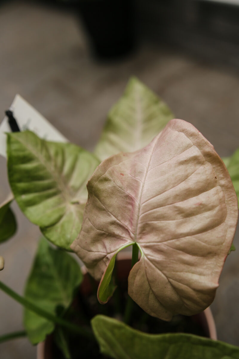 Syngonium Pink Spot