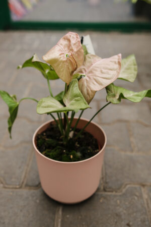 Syngonium Pink Spot