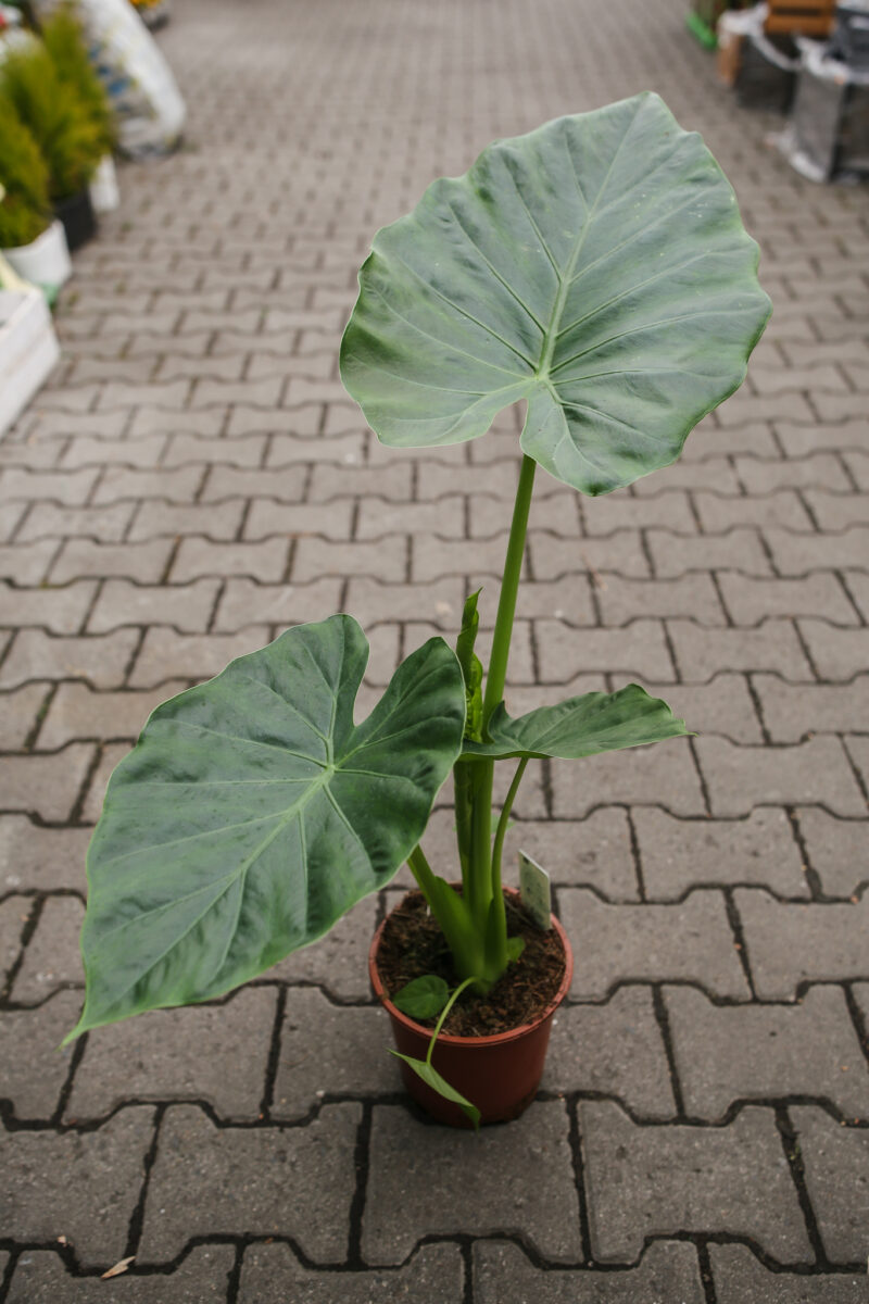 Alocasia Macrorhiza