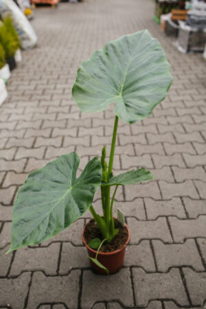 Alocasia Macrorhiza