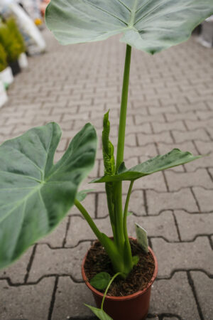 Alocasia Macrorhiza