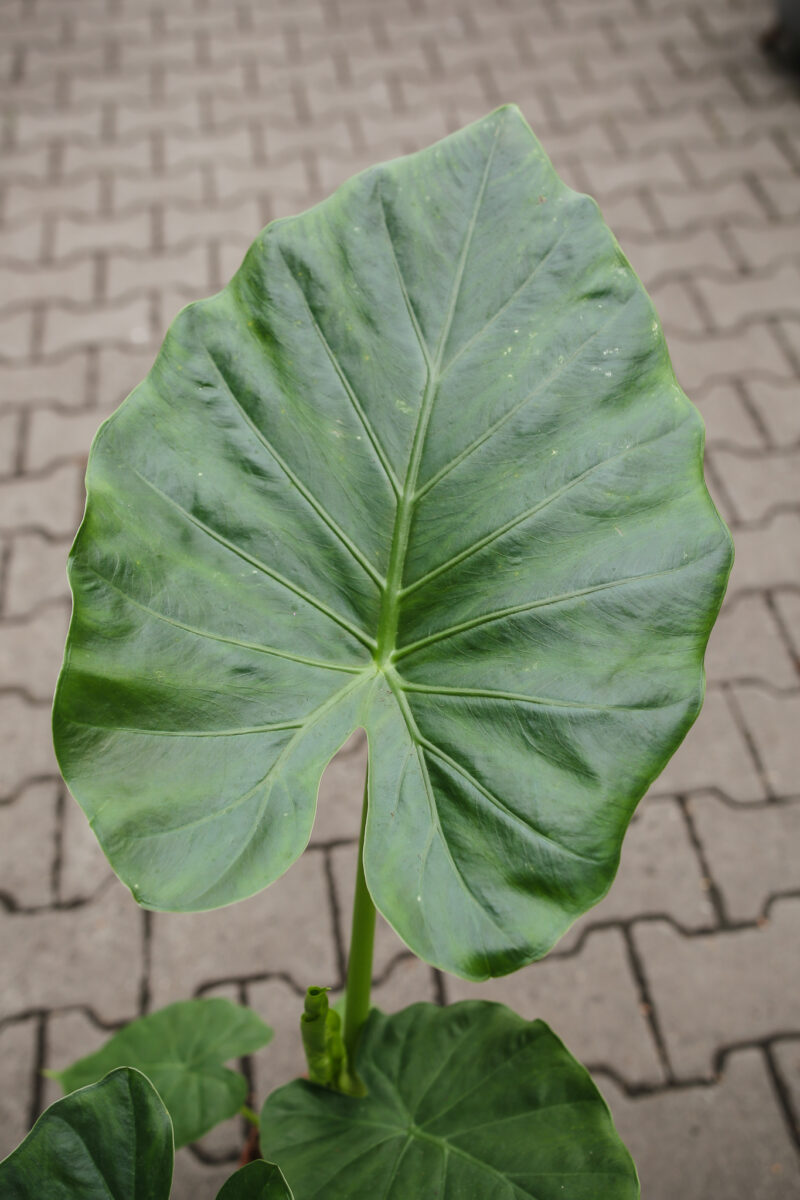 Alocasia Macrorhiza