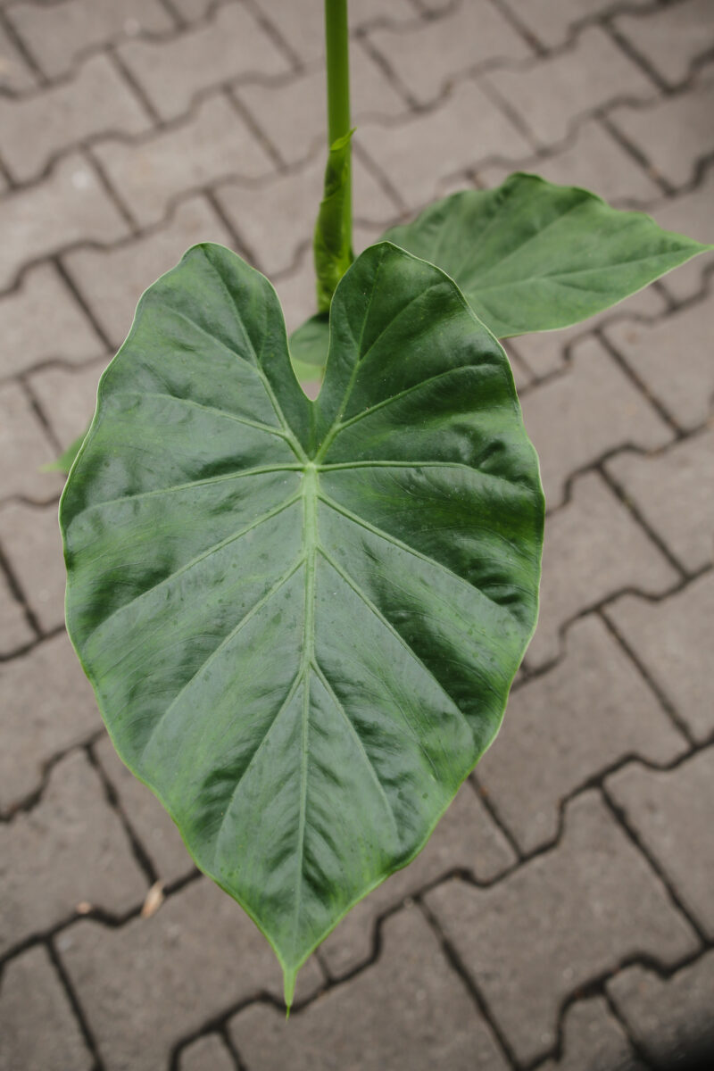 Alocasia Macrorhiza