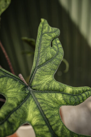 Alocasia Jacklyn