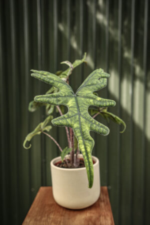 Alocasia Jacklyn
