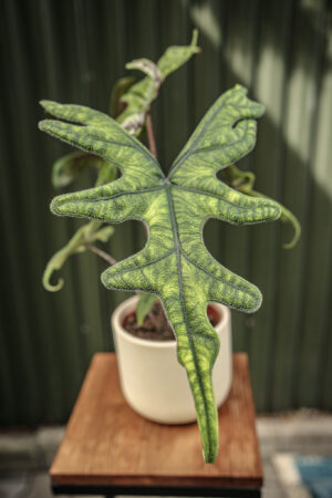 Alocasia Jacklyn