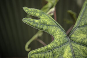 Alocasia Jacklyn