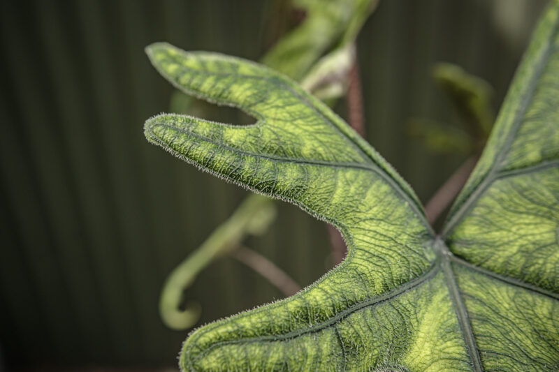 Alocasia Jacklyn