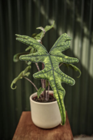 Alocasia Jacklyn