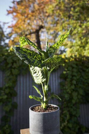 Dieffenbachia Reflector