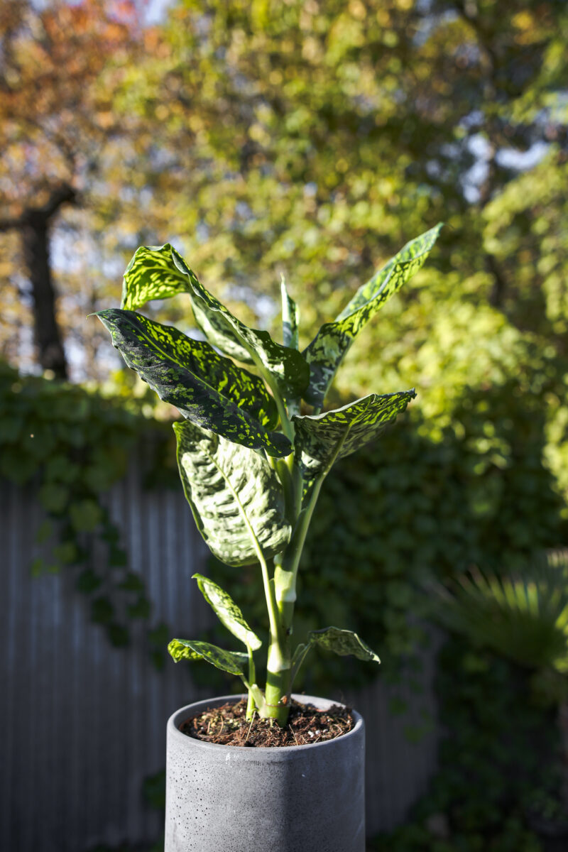 Dieffenbachia Reflector