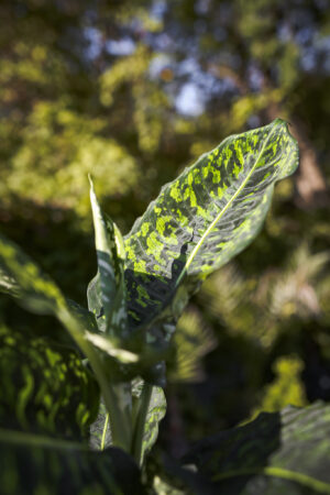 Dieffenbachia Reflector