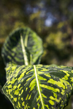 Dieffenbachia Reflector