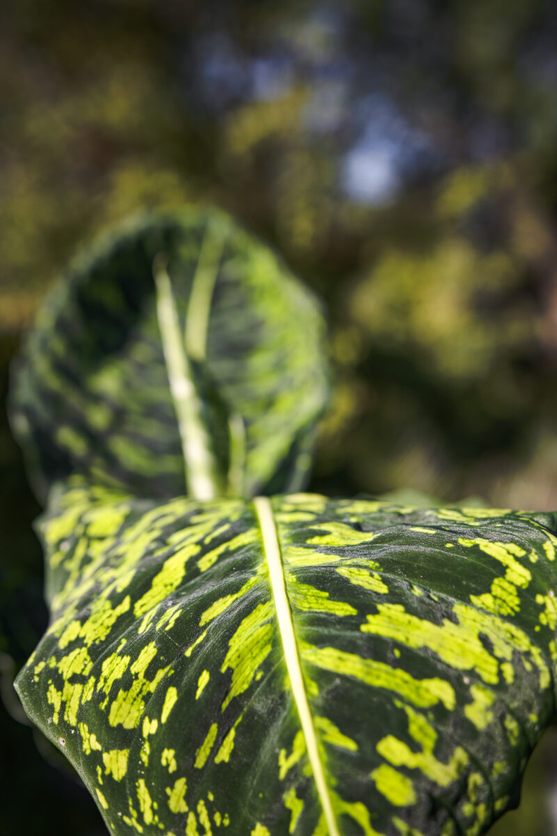 Dieffenbachia Reflector