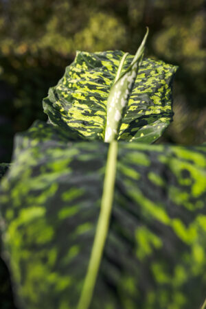 Dieffenbachia Reflector
