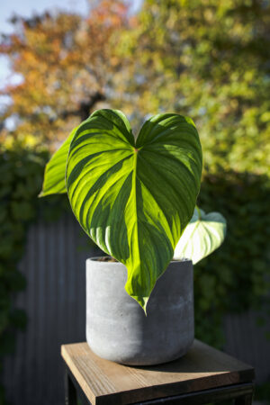 Philodendron Pastazanum