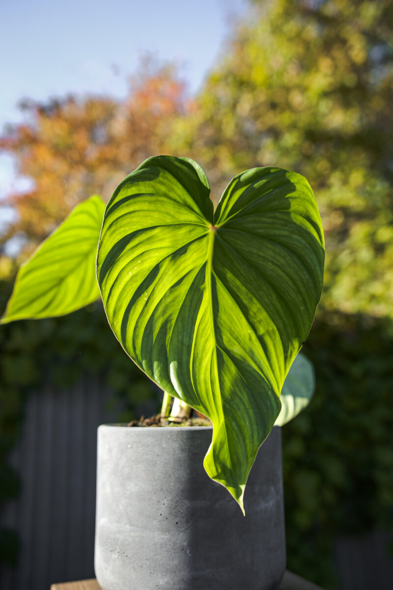 Philodendron Pastazanum Philodendron Pastazanum