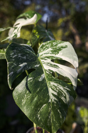 Monstera Variegata