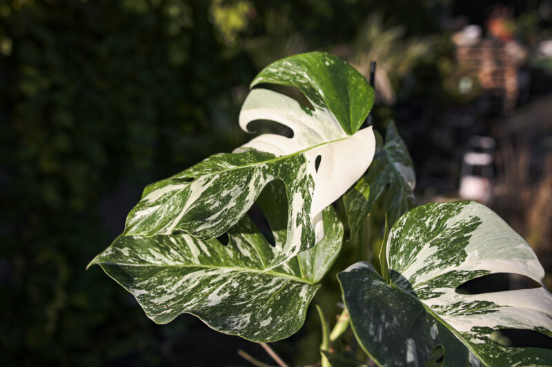 Monstera Variegata