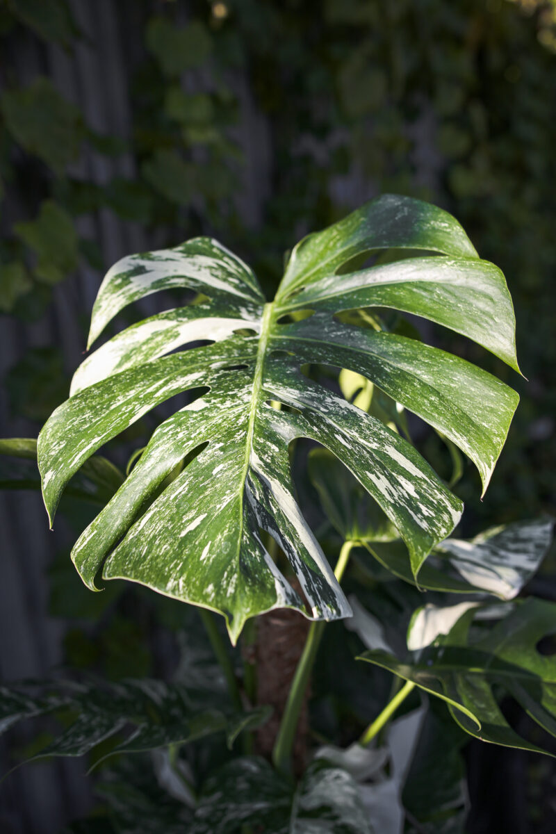 Monstera Variegata