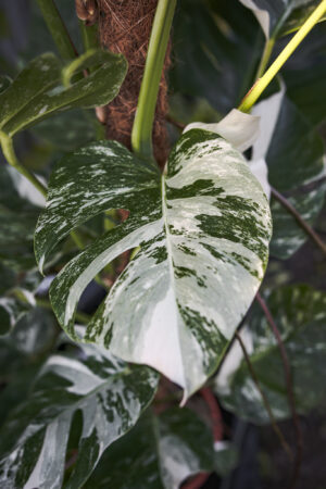 Monstera Variegata