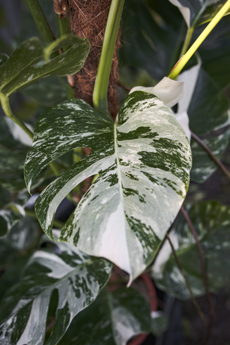 Monstera Variegata