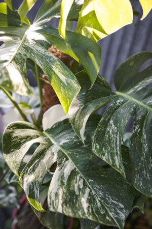 Monstera Variegata