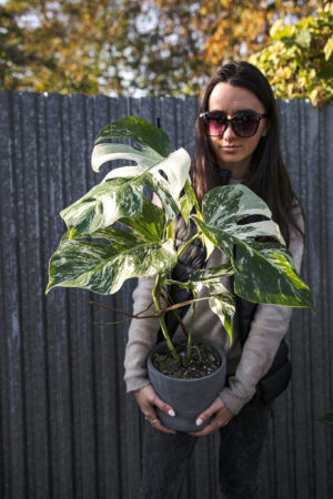 Monstera Variegata