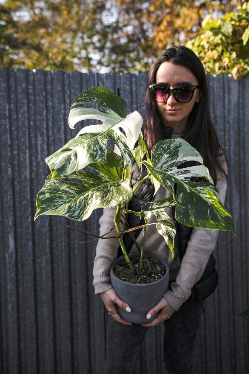 Monstera Variegata