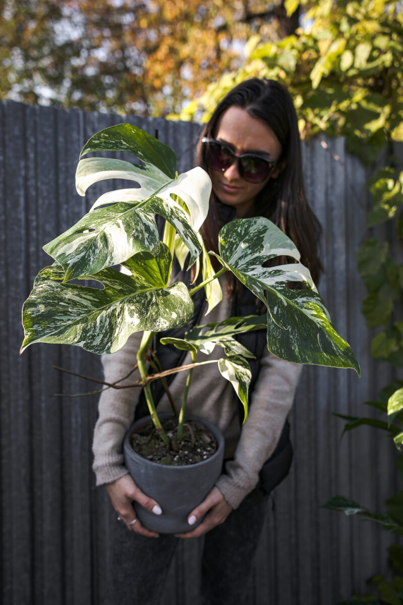 Monstera Variegata