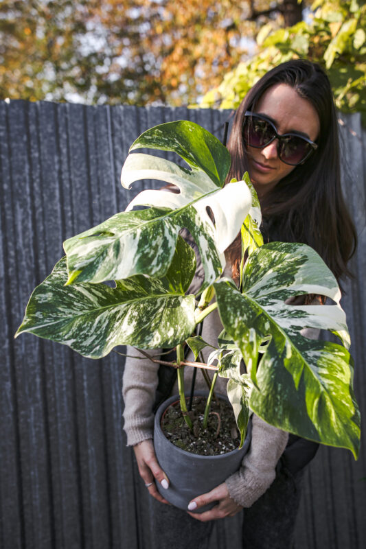 Monstera Variegata - Centrum Ogrodnicze Silesia