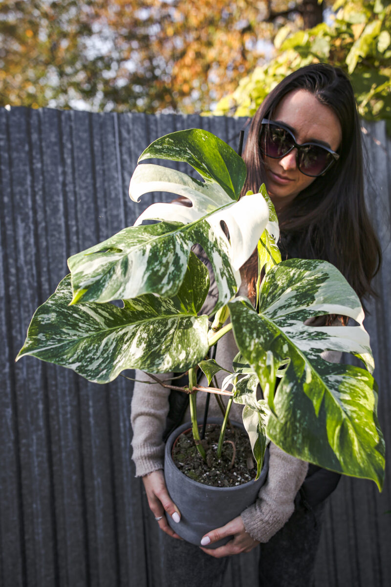 Monstera Variegata